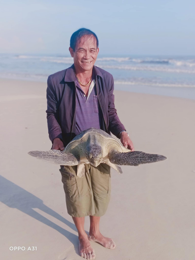 Sau khi cứu hộ và bấm mã định danh, cá thể đồi mồi dứa được thả về biển trong tình trạng sức khỏe tốt. Cá thể này có chiều dài 80cm, chiều rộng 54cm và trọng lượng khoảng 15kg. (Ảnh: NĐ/ Báo Quảng Trị)