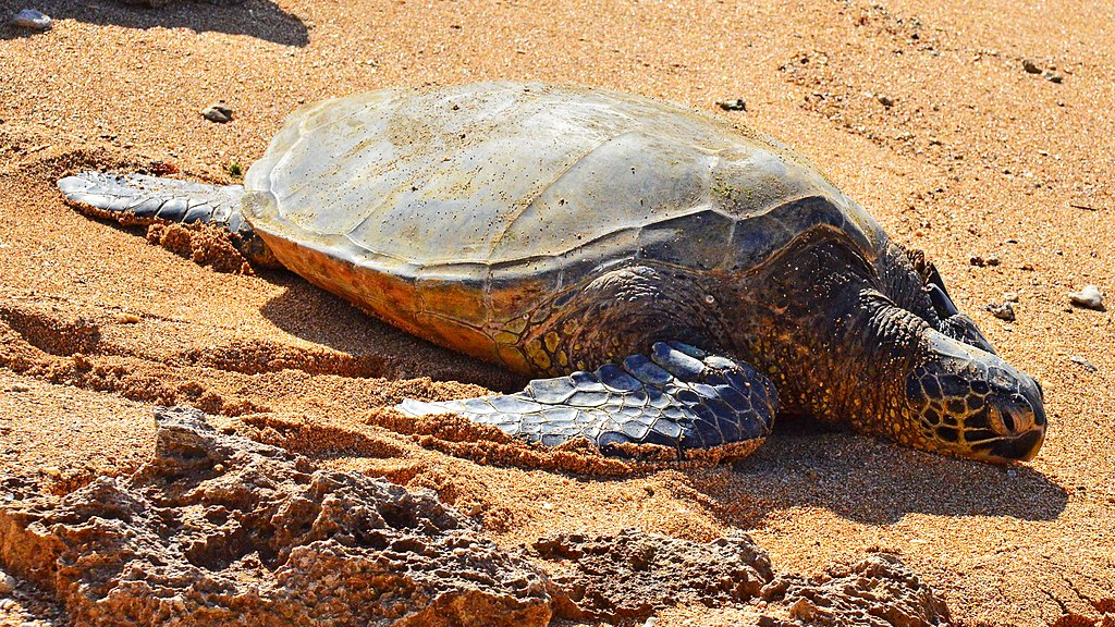 Loài đồi mồi dứa là một trọng những loài thuộc danh mục loài nguy cấp, quý, hiếm được ưu tiên bảo vệ được quy định tại Nghị định số 160/2013/NĐ-CP ngày 12/11/2013 của Chính phủ về tiêu chí xác định loài và chế độ quản lý loài thuộc Danh mục loài nguy cấp, quý, hiếm được ưu tiên bảo vệ, nghiêm cấm khai thác, đánh bắt, mua bán, vận chuyển, tiêu thụ và quảng cáo.(Ảnh: wikipedia)