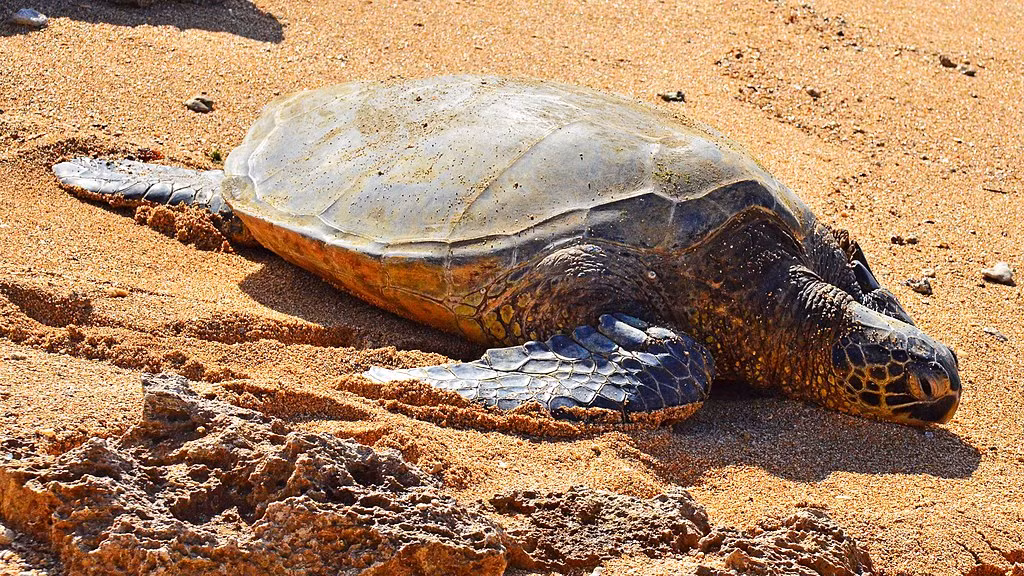 Loài đồi mồi dứa là một trọng những loài thuộc danh mục loài nguy cấp, quý, hiếm được ưu tiên bảo vệ được quy định tại Nghị định số 160/2013/NĐ-CP ngày 12/11/2013 của Chính phủ về tiêu chí xác định loài và chế độ quản lý loài thuộc Danh mục loài nguy cấp, quý, hiếm được ưu tiên bảo vệ, nghiêm cấm khai thác, đánh bắt, mua bán, vận chuyển, tiêu thụ và quảng cáo.(Ảnh: wikipedia)