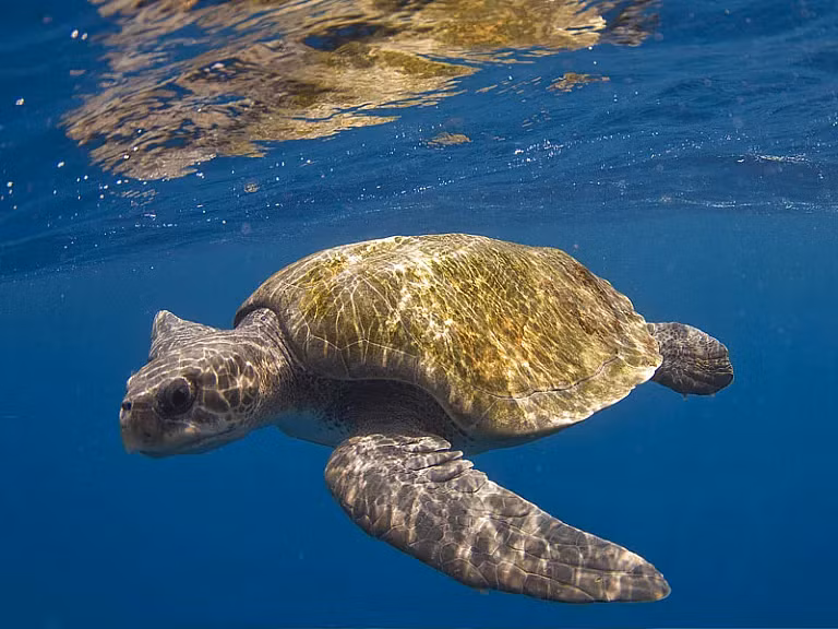 Loài rùa này được ghi nhận là đã làm tổ ở hơn 80 quốc gia, và chúng được ước tính là sinh sống ở các khu vực ven biển của hơn 140 quốc gia trên toàn thế giới. (Ảnh: Sparrou)