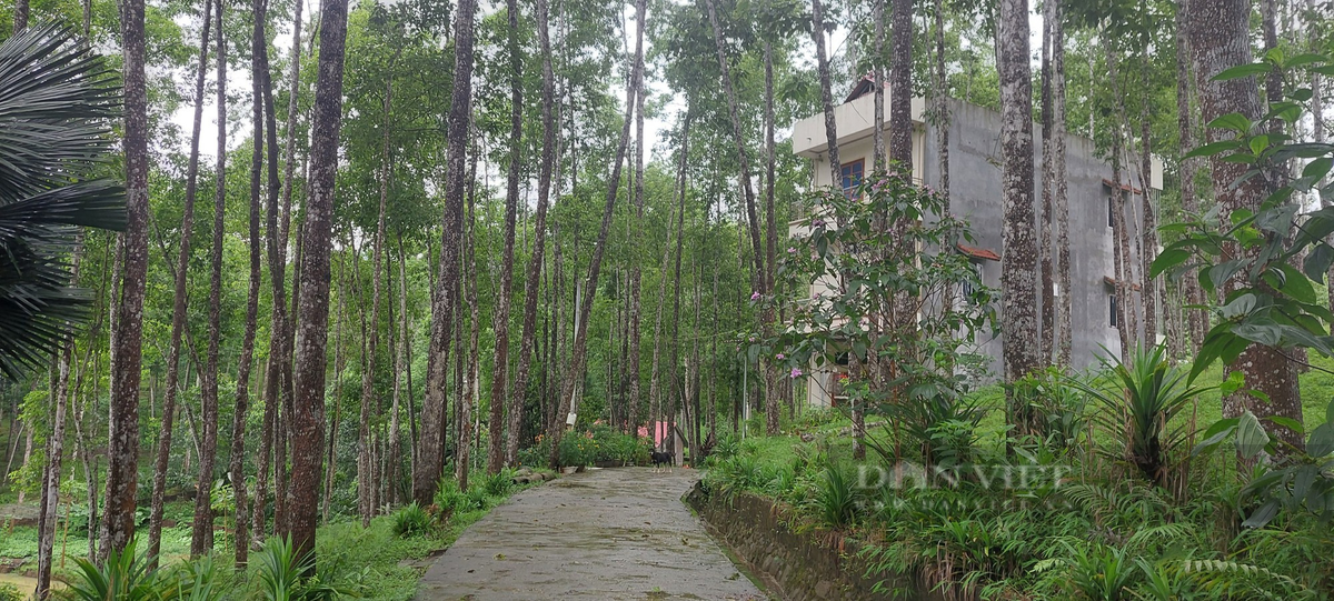 Tuy nhiên, gù hương ngày càng quý hiếm vì khả năng tái sinh kém và nhu cầu khai thác cao.(Ảnh: Xuân Tuấn)