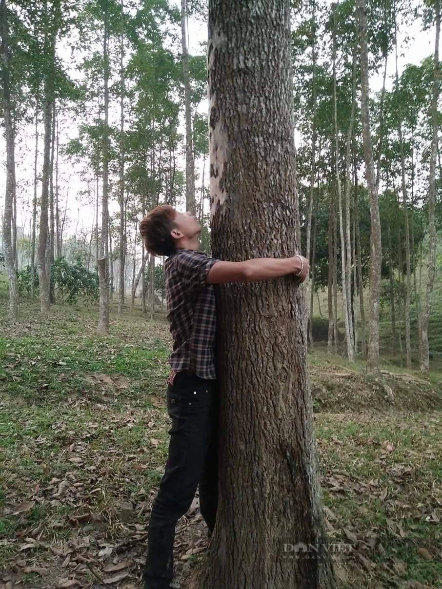 Chúng có thể cao đến 50m và chứa tinh dầu long não kháng khuẩn tự nhiên. (Ảnh: Xuân Tuấn)