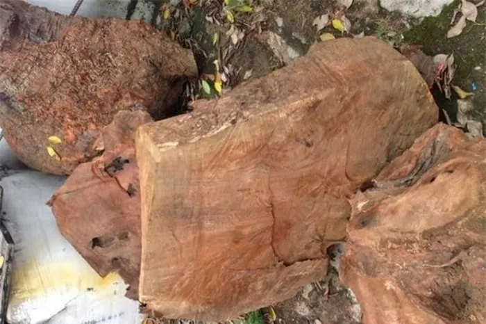 Gỗ này được sử dụng rộng rãi trong chế tác đồ mỹ nghệ, sản xuất nước hoa, xà phòng và nhiều sản phẩm chăm sóc sức khỏe.(Ảnh: DNVN)