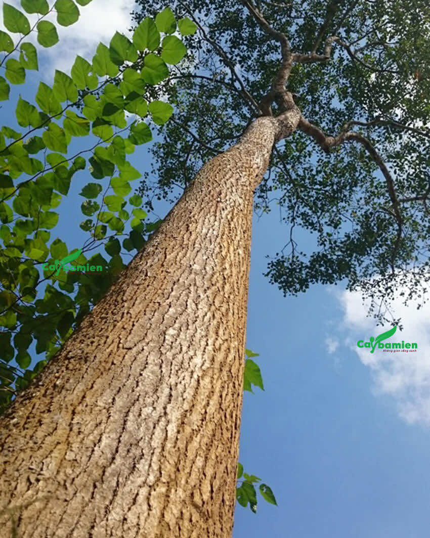 Theo nghiên cứu từ năm 2010–2015, Việt Nam chỉ còn 53 cây, trong đó chỉ có 8 cây mọc ngoài tự nhiên, tập trung tại Đền Hùng và Vườn Quốc gia Cúc Phương. (Ảnh: Cây Ba Miền)