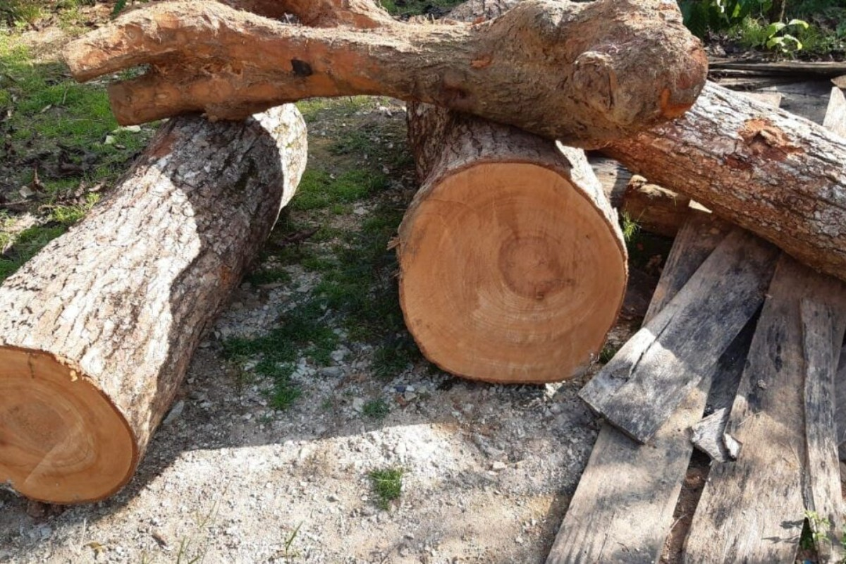 Loài này hiện nằm trong danh mục thực vật nguy cấp, quý hiếm (nhóm IIA) của Việt Nam. (Ảnh: MyChair)