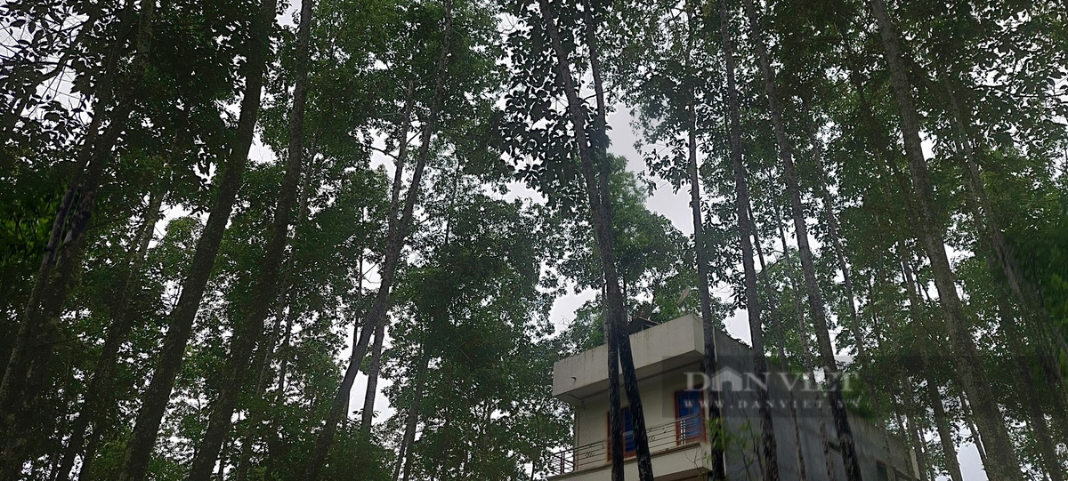 Loài cây này, phát hiện lần đầu vào năm 1913 bởi nhà thực vật học người Pháp M.H. Lecomte.(Ảnh: Xuân Tuấn)