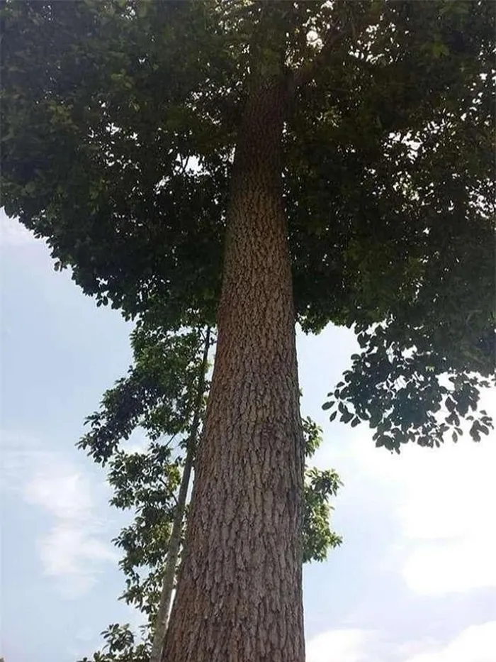 Gỗ gù hương (hay xá xị) được xem là một loại gỗ quý hiếm và giá trị, nổi bật với khả năng chống mối mọt, chống nứt, chứa tinh dầu có mùi thơm đặc biệt giúp xua đuổi côn trùng. (Ảnh: DNVN)