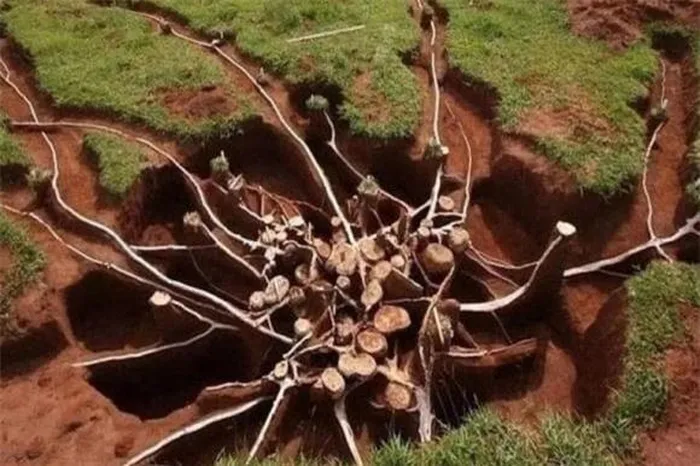 Các "kho thóc" trong tổ được thiết kế để lưu trữ thức ăn, đảm bảo sự sống qua các mùa.(Ảnh: DNVN)