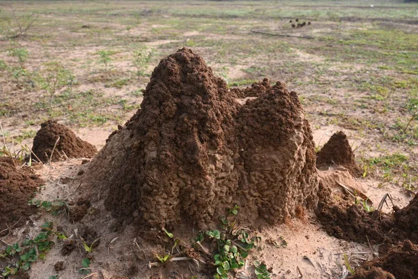 Loài kiến đã xây dựng nên những tổ khổng lồ với cấu trúc tinh vi được ví như "đế chế dưới lòng đất". (Ảnh: Depositphotos)