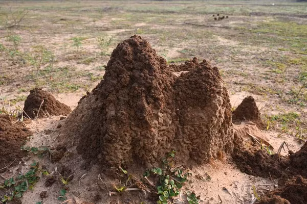 Loài kiến đã xây dựng nên những tổ khổng lồ với cấu trúc tinh vi được ví như "đế chế dưới lòng đất". (Ảnh: Depositphotos)