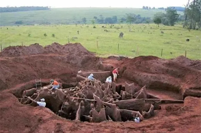 Tổ kiến có hàng chục lối đi phức tạp, kết nối các phòng chức năng như một mê cung hoàn hảo.(Ảnh: DNVN)