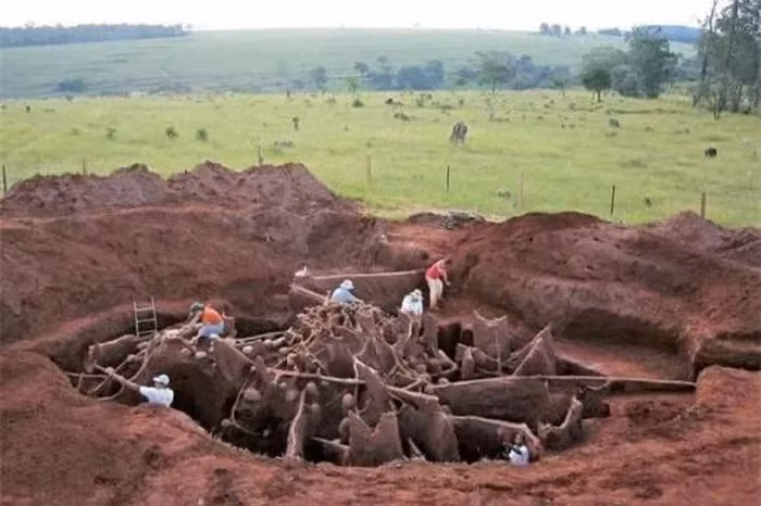 Tổ kiến có hàng chục lối đi phức tạp, kết nối các phòng chức năng như một mê cung hoàn hảo.(Ảnh: DNVN)
