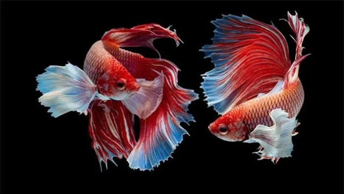 Cá Xiêm nổi bật bởi tính lãnh thổ cao và bản tính hung dữ, sẵn sàng chiến đấu với bất kỳ kẻ xâm phạm, kể cả hình ảnh phản chiếu của chính mình.(Ảnh: DNVN)