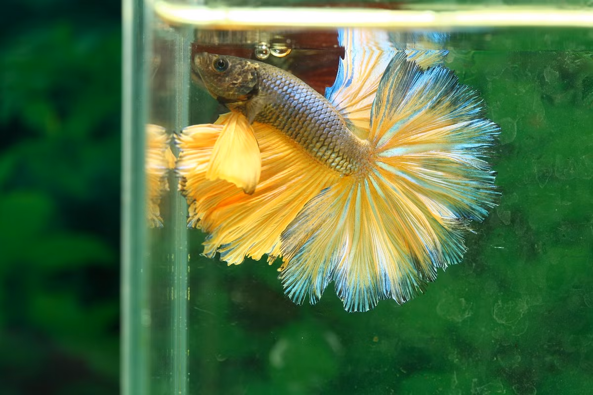 Với vẻ ngoài đầy màu sắc và quyến rũ, cá Xiêm được mệnh danh là "trang sức của Phương Đông", thu hút người chơi cá trên toàn thế giới. (Ảnh: fancyvietfarm)
