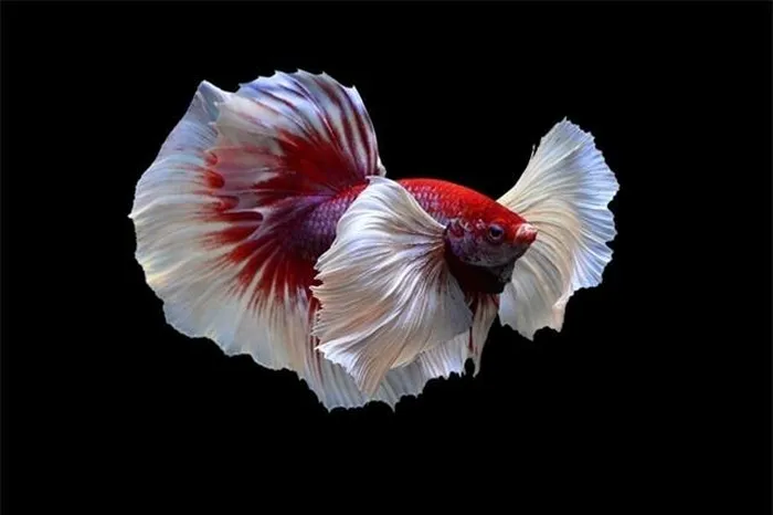 Loài cá này thường được nuôi để chọi cá, trở thành chiến binh trên đấu trường và là thú chơi tiêu khiển được ưa chuộng.(Ảnh: DNVN)