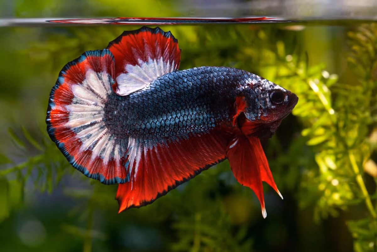 Cá betta (cá Xiêm Thái) là một loài cá cảnh ngọt phổ biến tại Việt Nam, nổi tiếng với vẻ đẹp lộng lẫy và bản tính hiếu chiến. (Ảnh: fancyvietfarm)