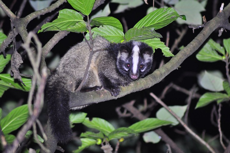 Cầy mẹ làm tổ đẻ cẩn thận trong các hốc cây. Con mới đẻ ra yếu, chưa mở mắt (Ảnh: Pinterest)