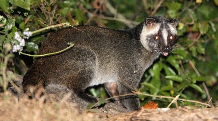 Chúng có lông trên thân, nửa đùi trên, nửa đuôi trong màu vàng xám. Bụng vàng xám. Nửa đùi dưới phần đuôi ngoài đen (Ảnh: Pinterest)