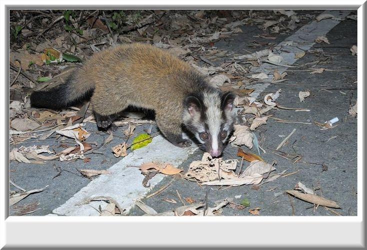 Vào các tháng hiếm quả cây rừng, loài vật này còn ăn cả côn trùng, cánh cứng, nhái, chuột. Chúng ít phát ra tiếng động khi kiếm ăn (Ảnh: Pinterest)