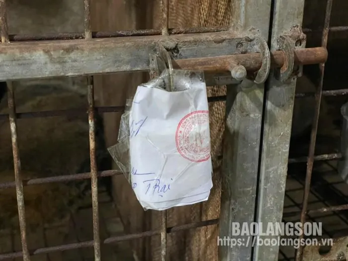 Cơ sở này có giấy phép chăn nuôi cầy vòi mốc, nhưng chỉ cung cấp được hồ sơ nguồn gốc của 104 cá thể, còn 315 cá thể không chứng minh được nguồn gốc. Sau kiểm tra, lực lượng chức năng đã lập biên bản sự việc để tiếp tục xác minh, làm rõ (Ảnh: Báo Lạng Sơn)