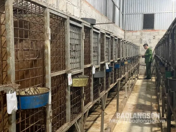 Ngày 24/12, Đội Cảnh sát điều tra tội phạm Hình sự - Kinh tế - Ma túy Công an huyện Cao Lộc phối hợp với các đơn vị liên quan kiểm tra cơ sở chăn nuôi động vật hoang dã tại thị trấn Đồng Đăng, huyện Cao Lộc và phát hiện 315 cá thể cầy vòi mốc không rõ nguồn gốc. (Ảnh: Báo Lạng Sơn)