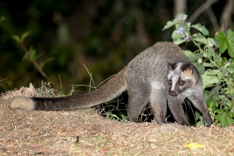 Theo tài liệu "Động vật rừng" của tác giả Phạm Nhật, cầy vòi mốc là loài thú thuộc họ Cầy (Viverridae), tên khoa học là Paguma larvata. Các cá thể trưởng thành của loài vật này nặng 6-9 kg, dài thân 65-75 cm, dài đuôi 53-66 cm(Ảnh: Pinterest)