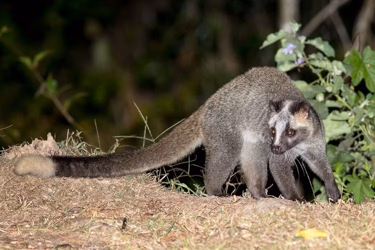 Theo tài liệu "Động vật rừng" của tác giả Phạm Nhật, cầy vòi mốc là loài thú thuộc họ Cầy (Viverridae), tên khoa học là Paguma larvata. Các cá thể trưởng thành của loài vật này nặng 6-9 kg, dài thân 65-75 cm, dài đuôi 53-66 cm(Ảnh: Pinterest)