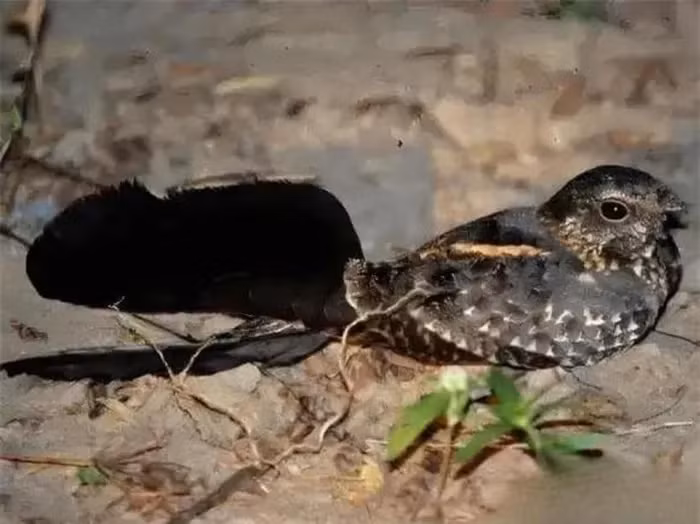 Tuy nhiên, ít ai biết rằng trong thế giới thực, có một loài chim thường bị nhầm lẫn với "chim bốn cánh" bởi vẻ ngoài đặc biệt của nó. Đó chính là chim ưng đêm có cánh cờ - một loài chim với sự xuất hiện đầy bí ẩn và kỳ diệu.(Ảnh: DNVN)