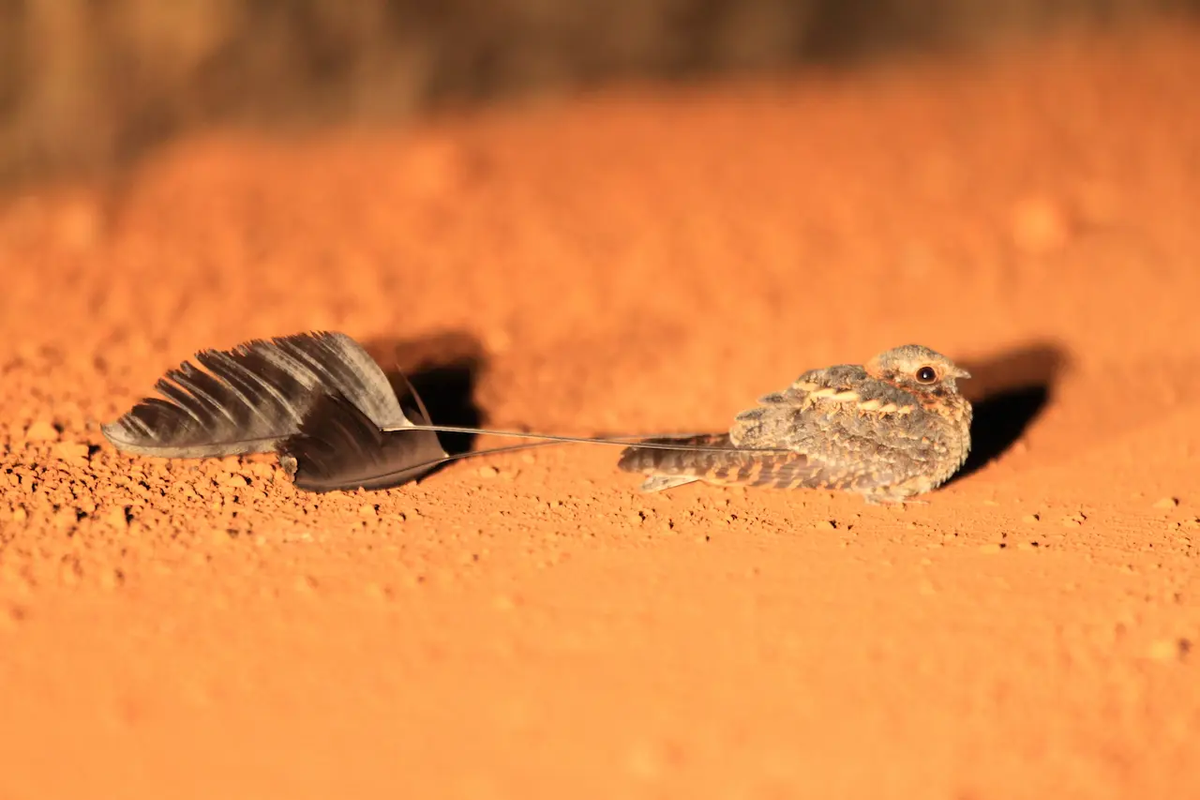 Chim ưng đêm có cánh cờ là một loài chim bí ẩn và đặc biệt, gợi nhớ đến những sinh vật kỳ lạ trong các văn bản cổ, nhưng với những hành vi và thói quen sống phong phú và phức tạp hơn nhiều so với truyền thuyết gợi ý.(Ảnh: Earth Life) 