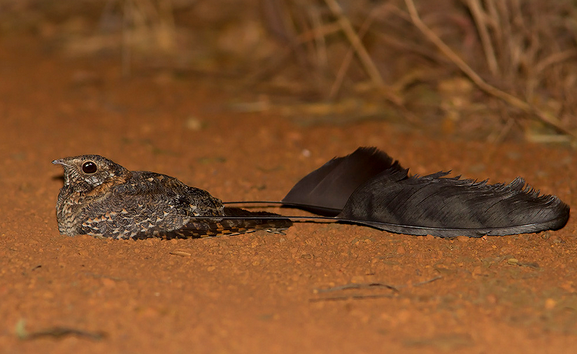 Chúng sống về đêm và chủ yếu được tìm thấy ở các vùng của châu Phi như Senegal, Gambia, Liberia, tây nam Sudan và Uganda.(Ảnh: African Wilderness Tours)