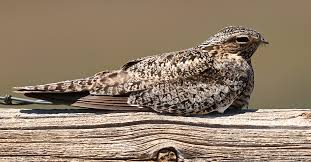 Trong mùa sinh sản, chim đực mọc một chiếc lông bay đặc biệt trên mỗi cánh, tạo hiệu ứng thị giác khi bay biểu diễn giao phối. Khi mùa sinh sản kết thúc, chim đực thay thế hai chiếc lông dài này. (Ảnh: Happy Beaks Blog)