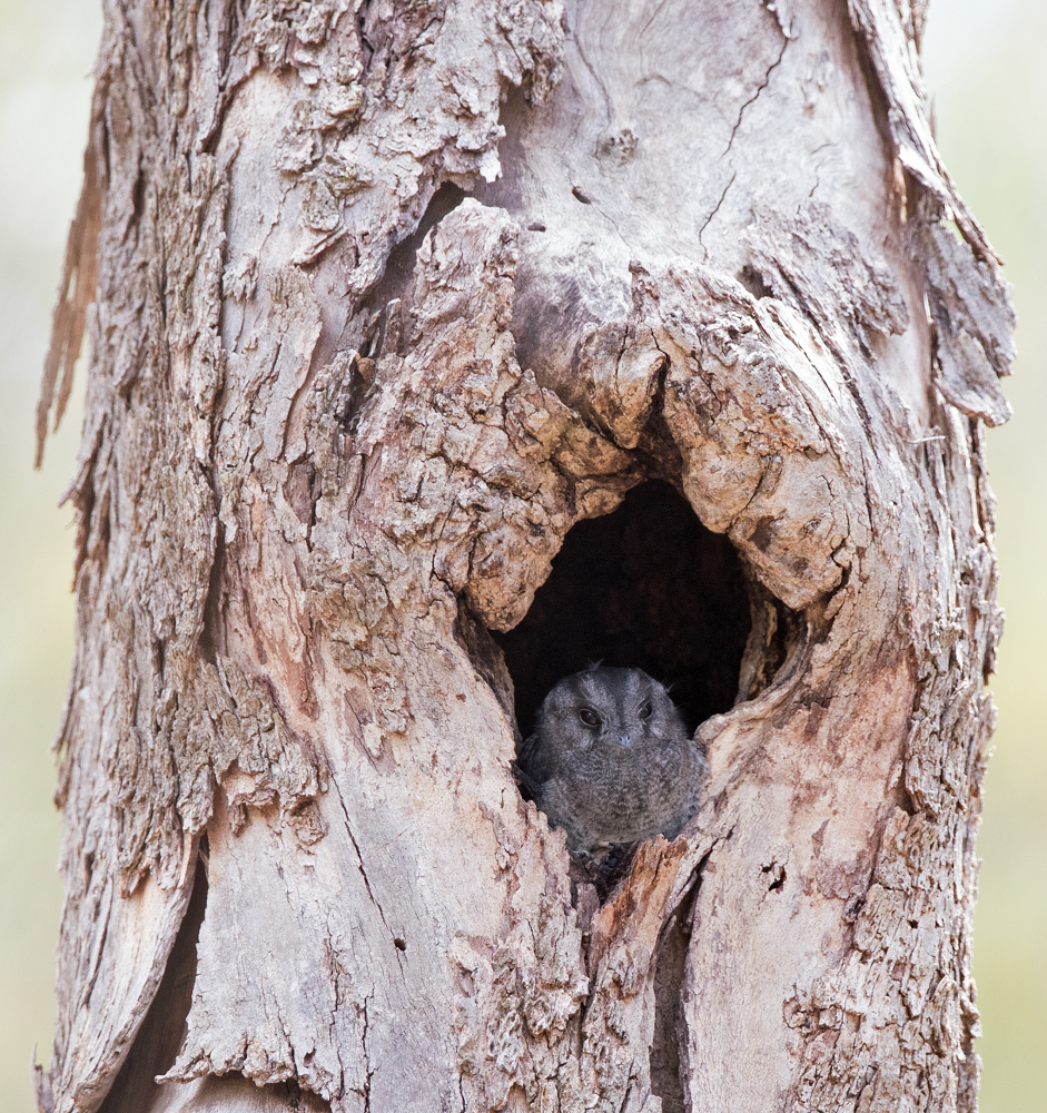 Mặc dù truyền thuyết cho rằng loài chim này chỉ giao phối một lần và sống chung thủy với bạn đời, nhưng thực tế có thể phức tạp hơn.(Ảnh: Connecting Country)