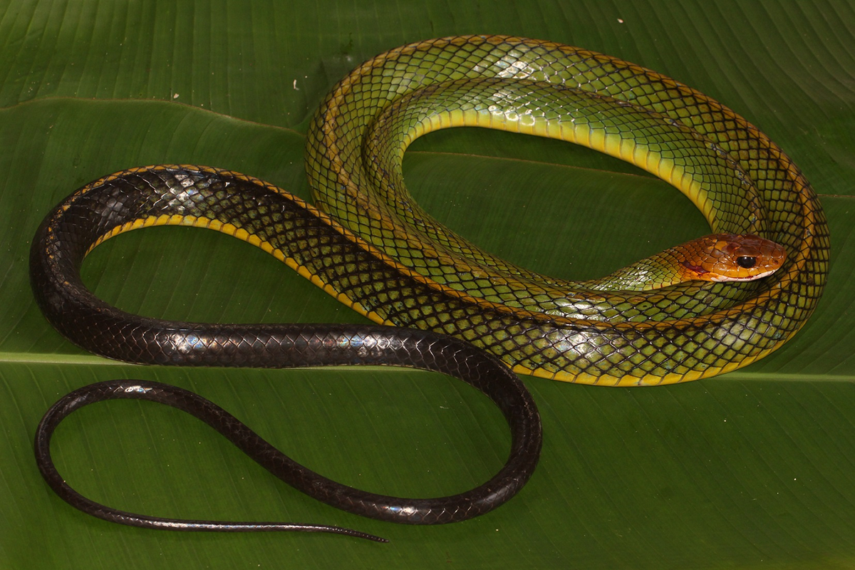 Gần đây, các nhà khoa học Việt Nam và quốc tế phát hiện một loài rắn mới tại Vườn Quốc gia Bạch Mã, Thừa Thiên-Huế.(Ảnh: Species New to Science)