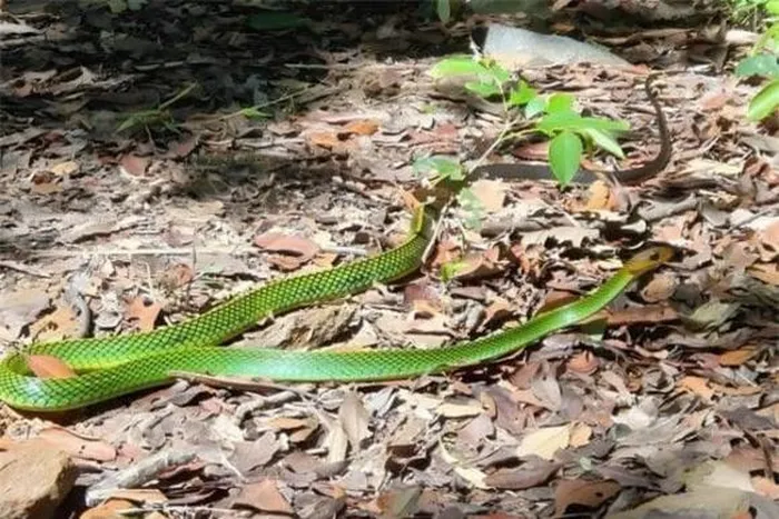 Loài mới được đặt tên rắn ráo xanh Bạch Mã (Ptyas bachmaensis), đặc trưng bởi kích thước lớn, đầu nâu, mắt to, và cơ thể màu xanh lục đậm.(Ảnh: DNVN)