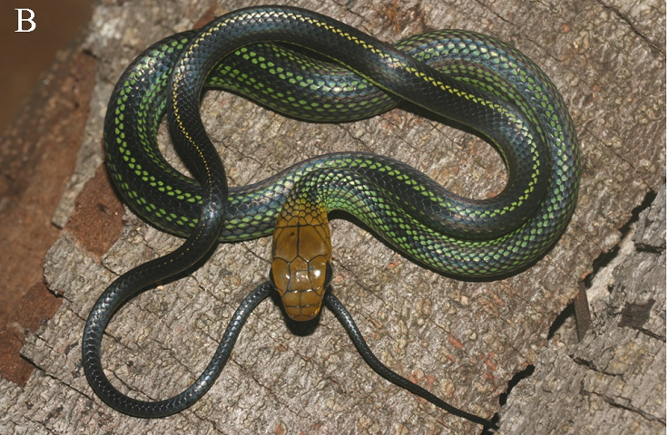 Phát hiện này đánh dấu bước đột phá trong nghiên cứu bò sát ở Việt Nam, bổ sung thêm loài mới vào danh sách đa dạng sinh học của quốc gia.(Ảnh: Species New to Science)