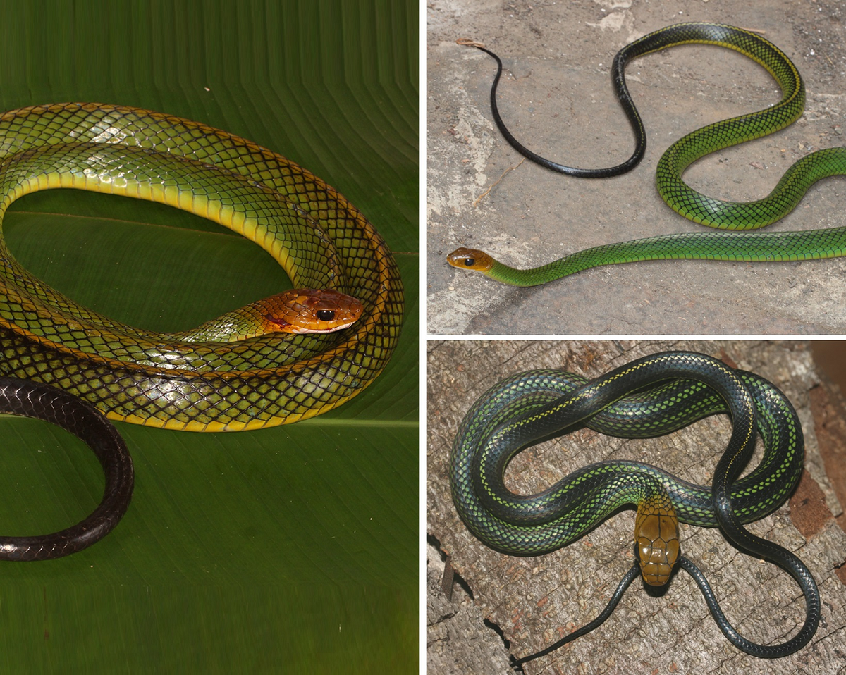 Loài rắn này ban đầu được nhầm với rắn ráo xanh (Ptyas nigromarginata) nhưng phân tích hình thái và di truyền xác nhận đây là loài mới.(Ảnh: Species New to Science)