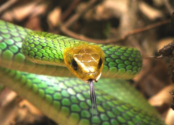 Rắn ráo xanh Bạch Mã không có nọc độc, con đực dài tới 2,4m, con cái dài khoảng 1,6m, đuôi đen thuôn dài, và bụng vàng nhạt hoặc trắng.(Ảnh: Việt Giải Trí)