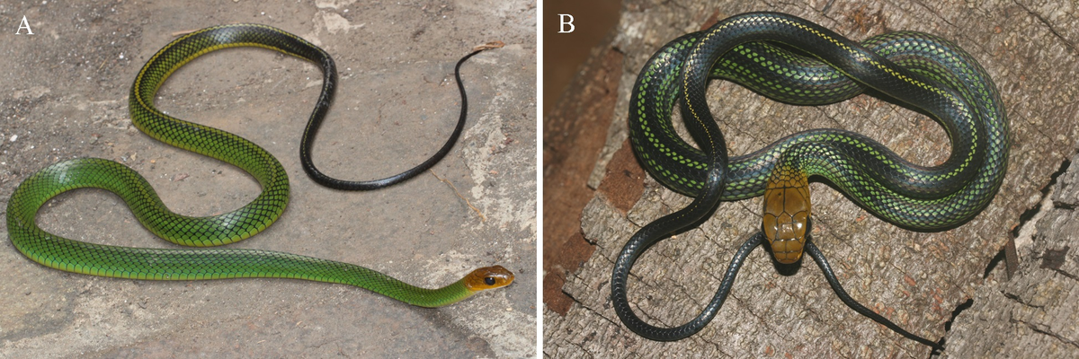 Loài này khác biệt với rắn ráo xanh trước đó ở sọc trắng bên đuôi, vốn không xuất hiện ở rắn ráo xanh Bạch Mã.(Ảnh: Species New to Science)