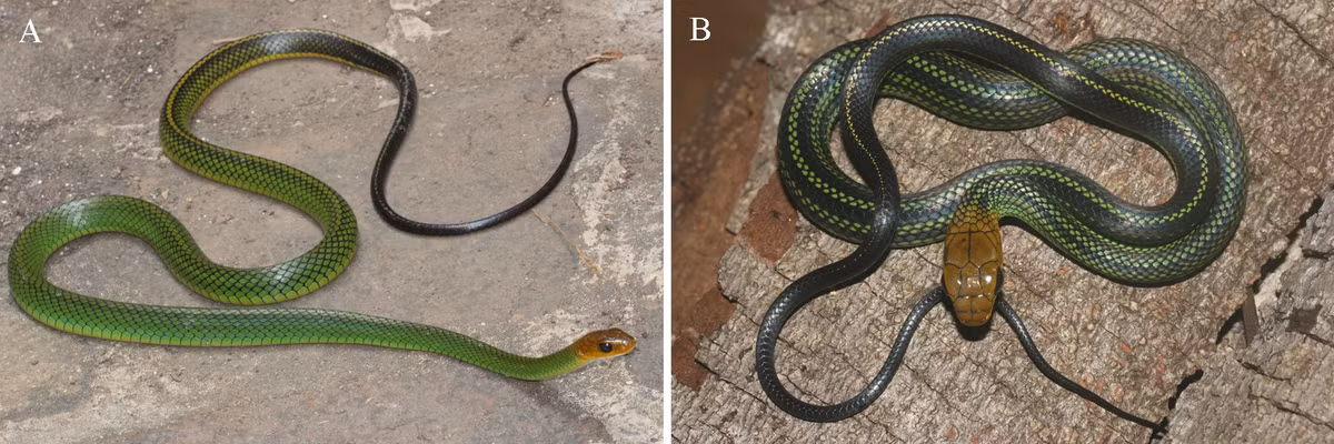 Loài này khác biệt với rắn ráo xanh trước đó ở sọc trắng bên đuôi, vốn không xuất hiện ở rắn ráo xanh Bạch Mã.(Ảnh: Species New to Science)