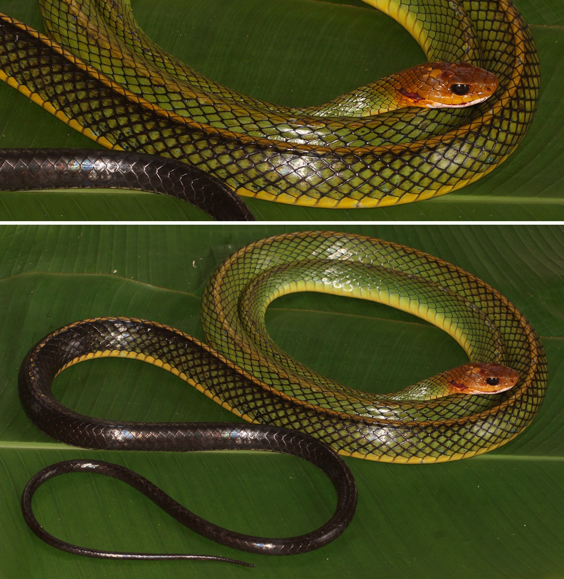 Rắn ráo xanh Bạch Mã sống từ Thừa Thiên-Huế đến Kon Tum, trong khi loài rắn ráo xanh còn lại phân bố ở phía Bắc.(Ảnh: Species New to Science)