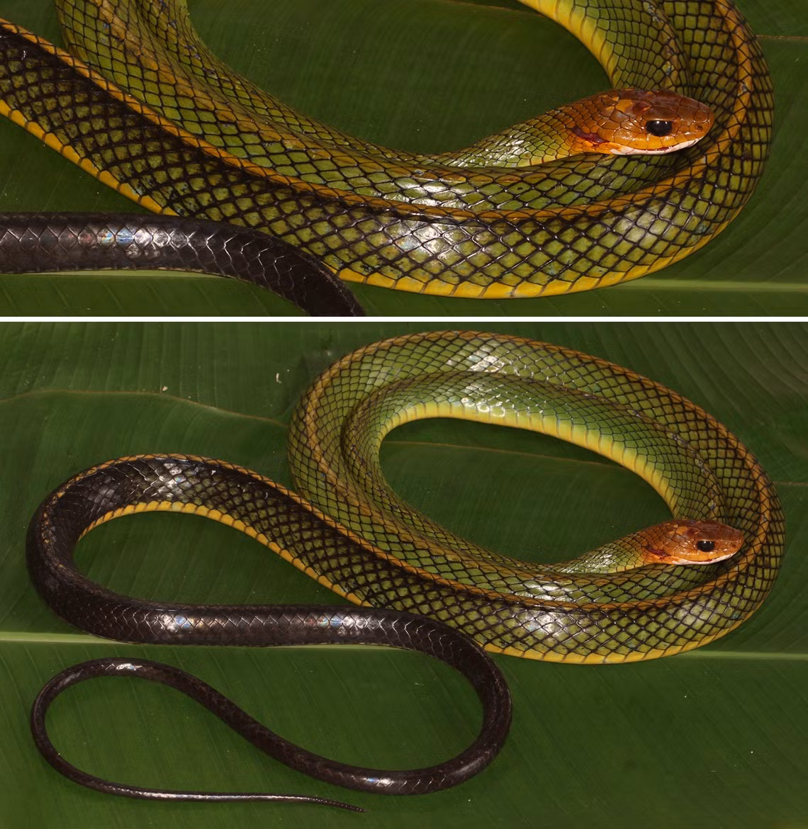 Rắn ráo xanh Bạch Mã sống từ Thừa Thiên-Huế đến Kon Tum, trong khi loài rắn ráo xanh còn lại phân bố ở phía Bắc.(Ảnh: Species New to Science)