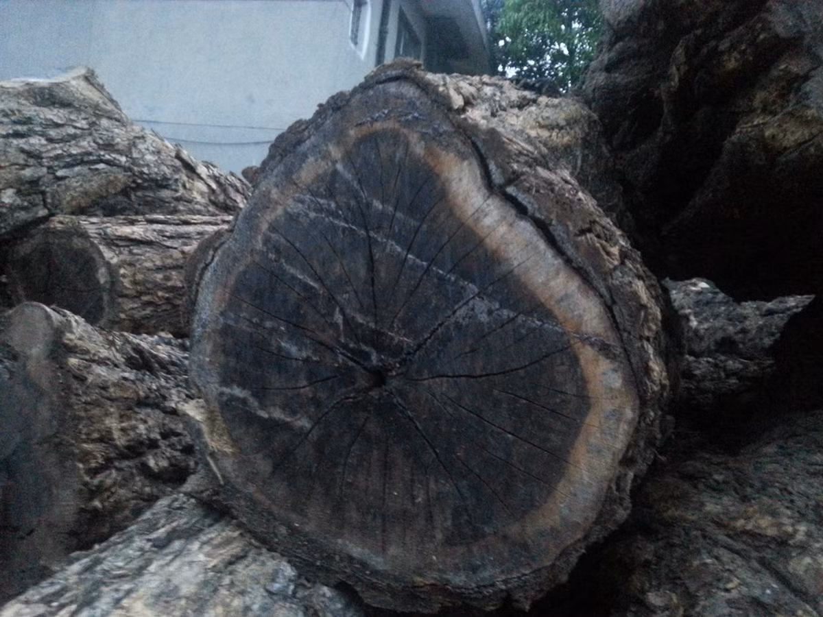 Gỗ mun không chỉ là một nguyên liệu quý hiếm, mà còn mang trong mình vẻ đẹp huyền bí và giá trị lịch sử vượt thời gian. (Ảnh:Gỗ Phương Đông)