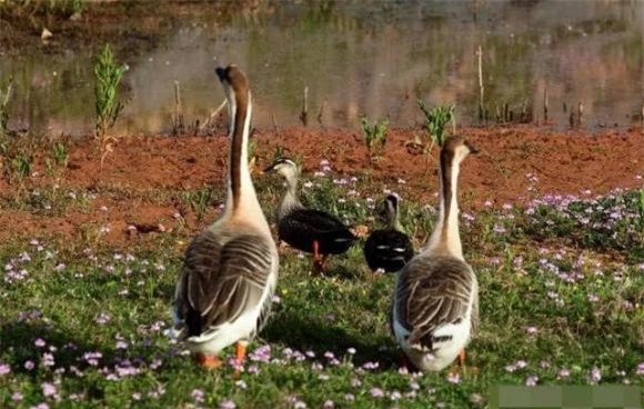 Con ngỗng dẫn đầu là ngỗng giàu kinh nghiệm, còn chim non và yếu được bảo vệ ở giữa đội hình.(Ảnh: DVNN)