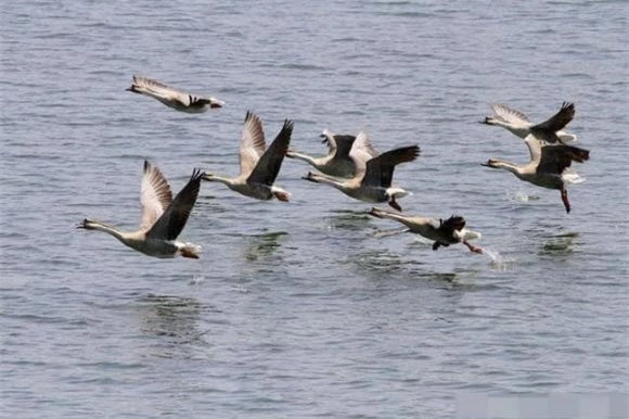Việc bay theo bầy giúp đàn ngỗng phòng thủ tốt hơn trước kẻ thù trong suốt hành trình.(Ảnh: DVNN)