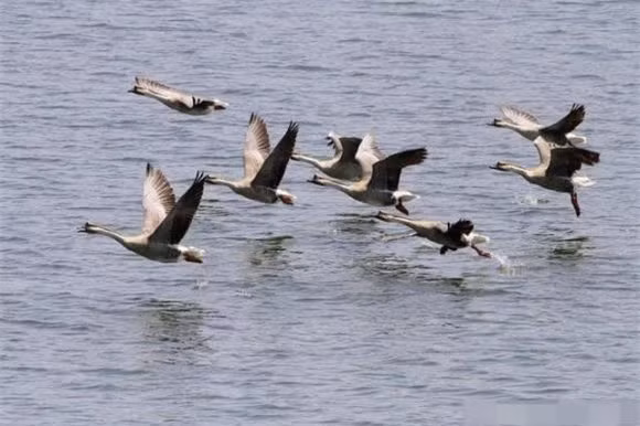 Việc bay theo bầy giúp đàn ngỗng phòng thủ tốt hơn trước kẻ thù trong suốt hành trình.(Ảnh: DVNN)