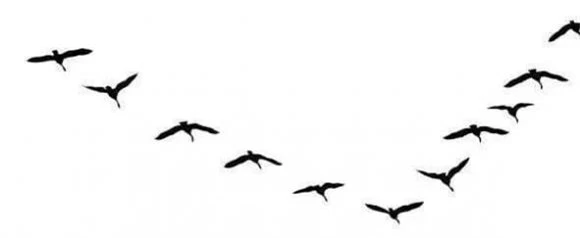 Nhờ tinh thần bầy đàn và khả năng hợp tác, đàn ngỗng hoàn thành cuộc di cư kéo dài hàng nghìn cây số đầy gian nan.(Ảnh: DVNN)