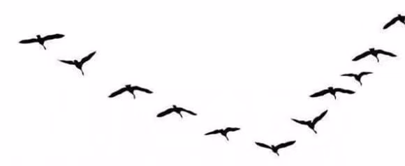 Nhờ tinh thần bầy đàn và khả năng hợp tác, đàn ngỗng hoàn thành cuộc di cư kéo dài hàng nghìn cây số đầy gian nan.(Ảnh: DVNN)