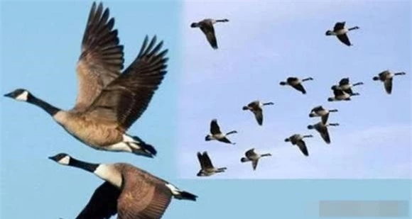 Những con ngỗng bay đơn độc sẽ đối mặt với nguy cơ bị tấn công cao hơn và khó vượt qua quãng đường dài.(Ảnh: DVNN)