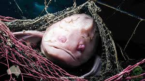 Cá blobfish (cá giọt nước) được Hiệp hội bảo tồn động vật xấu xí (Ugly Animal Preservation Society) bình chọn là loài động vật xấu xí nhất thế giới năm 2013. (Ảnh: Aussie Animals)