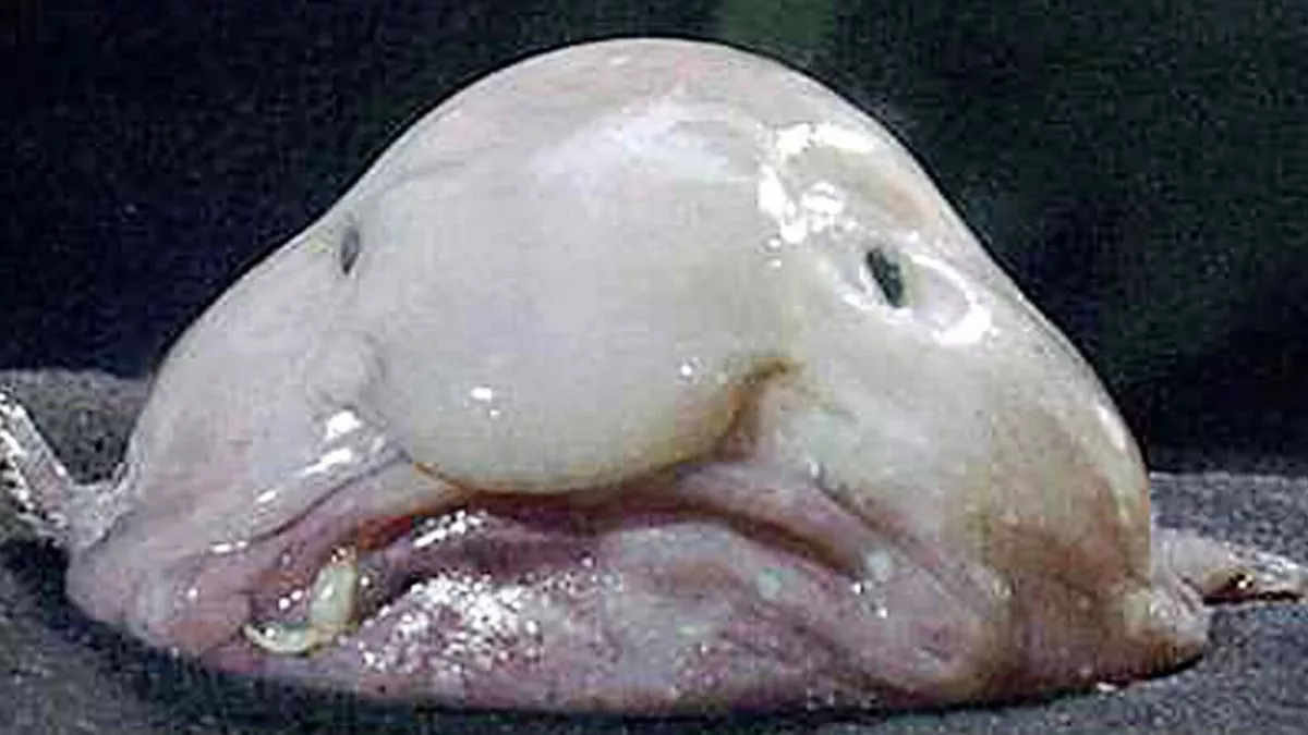 Cá blobfish không có xương, các mô cơ mềm và không có bong bóng cá, giúp chúng chịu được áp lực đáy biển.(Ảnh: The Mirror)